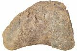 Hadrosaur (Edmontosaurus) Phalanx - Wyoming #238337-1